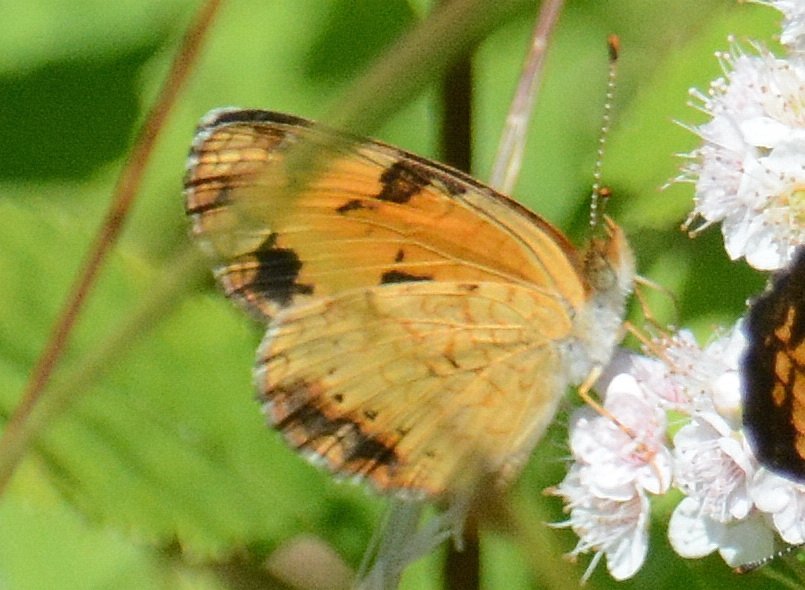 137 2013-07304897b Wachusett Meadow Wildlife Refuge, MA.JPG - Pearl Crescent (Phyciodes tharos). Wachusett Meadow Wildlife Refuge, Princeton, MA, 7-30-2013